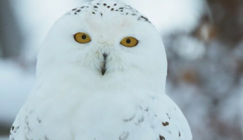 CINEMATHEQUE DE MONTAGNE I ATELIERS