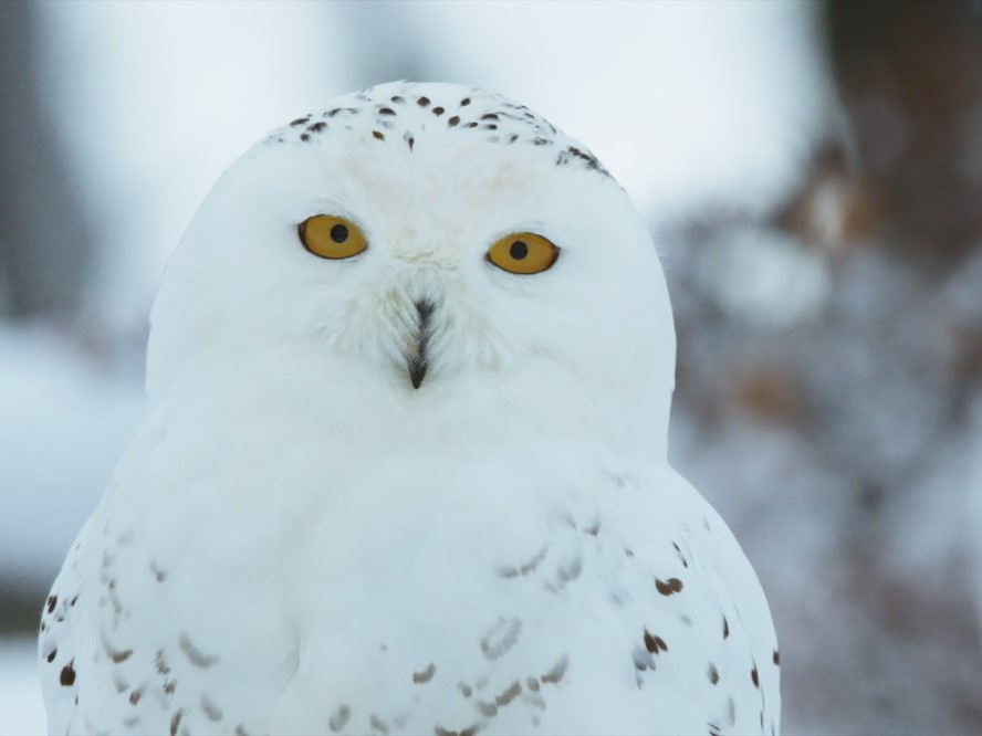 Aïlo, Une odyssée en Laponie fait partie des films projetés pendant les vacances @2019 - Borsalino Productions - Gaumont - MRP Matila Rohr Prod